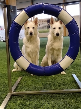 Agility valmennus ja alkeiskurssi